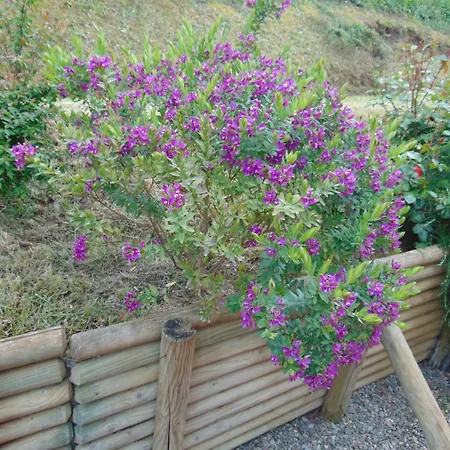 Podere Luma Roseto - Mimosa *