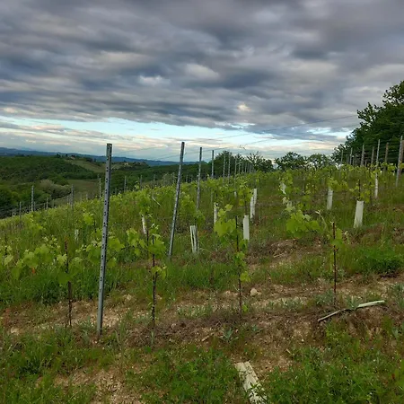 Podere Luma Roseto - Mimosa Gambassi Terme